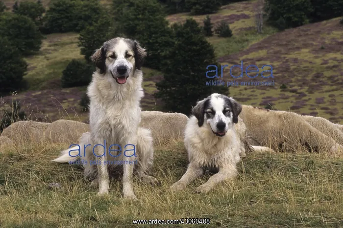  : Pyrenean Mountains dogs guarding a herd Ardeche