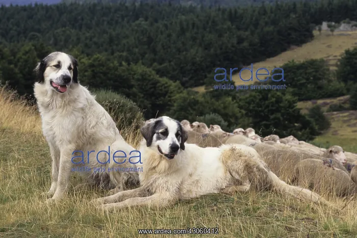 : Pyrenean Mountains dogs guarding a herd Ardeche : Pyrenean Mountains dogs guarding a herd Ardeche