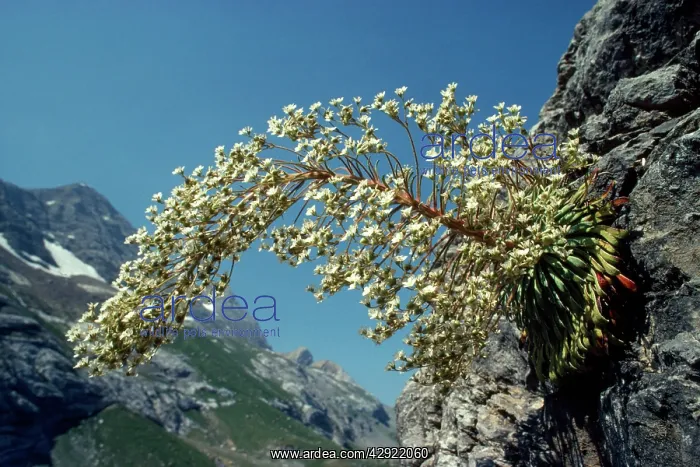 : Pyrenean Saxifrage - endemic : Pyrenean Saxifrage - endemic