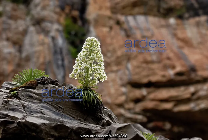 : Pyrenean Saxifrage - on limestone cliffs, Ordesa : Pyrenean Saxifrage - on limestone cliffs, Ordesa
