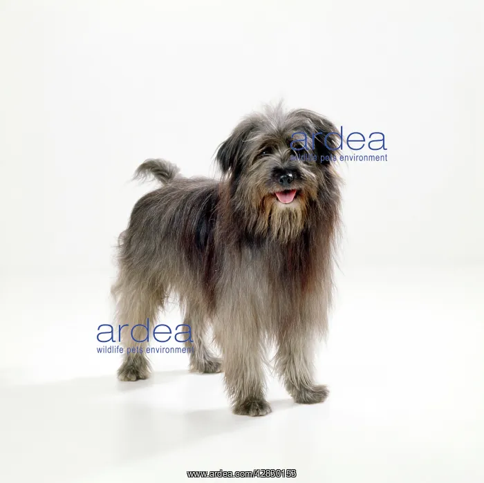  : Pyrenean Sheepdog
