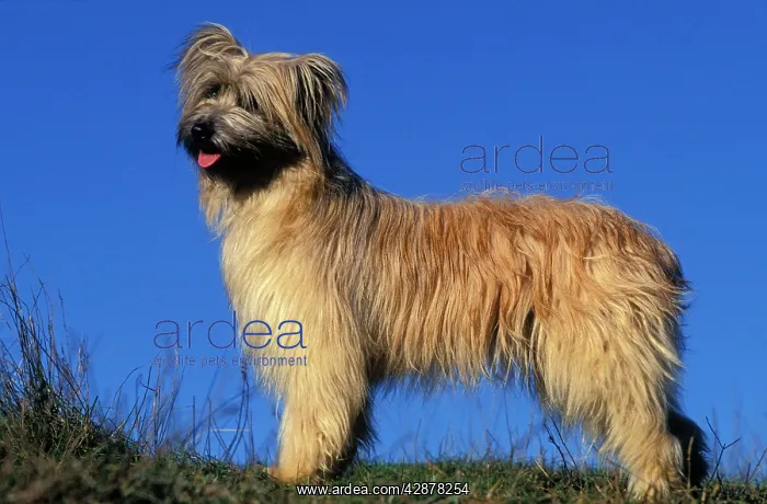  : Pyrenean Sheepdog