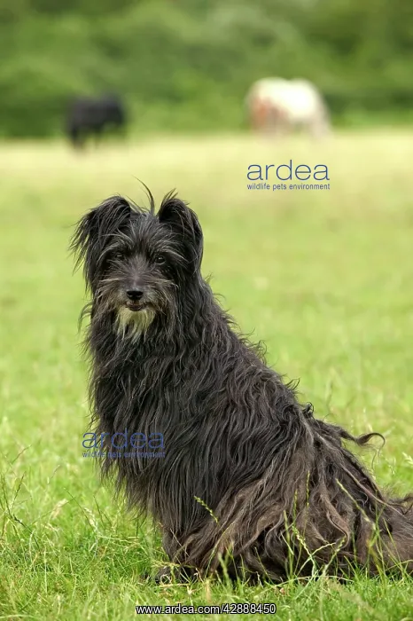 : Pyrenean Sheepdog : Pyrenean Sheepdog