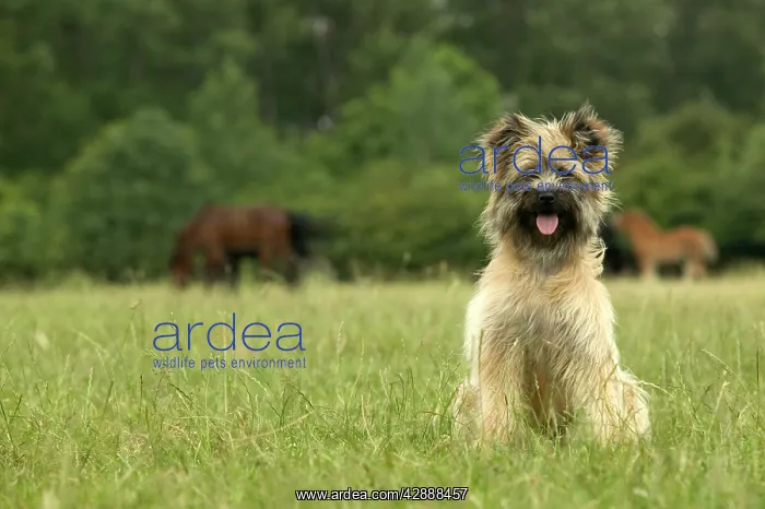  : Pyrenean Sheepdog