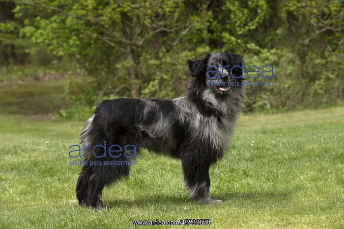  : Pyrenean Sheepdog