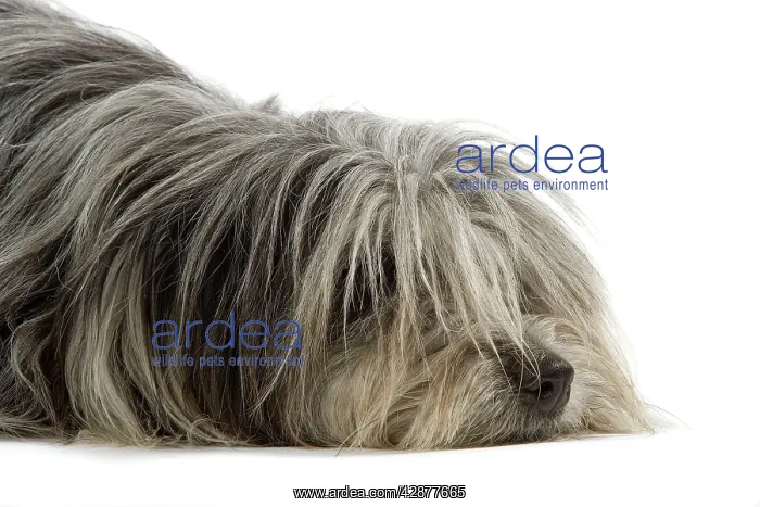  : Pyrenean Sheepdog - lying down