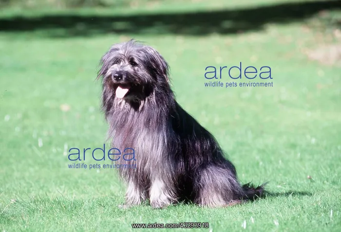 : PYRENEAN SHEEPDOG - sitting : PYRENEAN SHEEPDOG - sitting