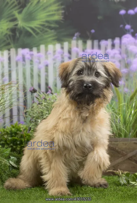 : Pyrenean Shepherd Dog (Berger des Pyr& x1f8;n& x : Pyrenean Shepherd Dog (Berger des Pyr& x1f8;n& x