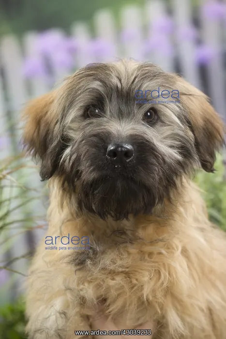 : Pyrenean Shepherd Dog (Berger des Pyr& x1f8;n& x : Pyrenean Shepherd Dog (Berger des Pyr& x1f8;n& x