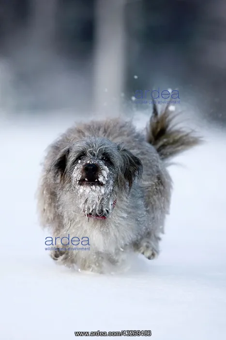 : Pyrenean Shepherd dog, Berger des Pyrenees, running : Pyrenean Shepherd dog, Berger des Pyrenees, running