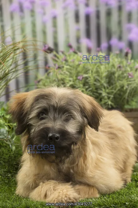 : Pyrenean Shepherd Dog (Berger des Pyrenees) puppy : Pyrenean Shepherd Dog (Berger des Pyrenees) puppy