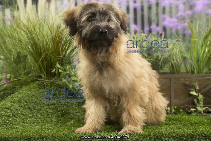 : Pyrenean Shepherd Dog (Berger des Pyrenees) puppy : Pyrenean Shepherd Dog (Berger des Pyrenees) puppy