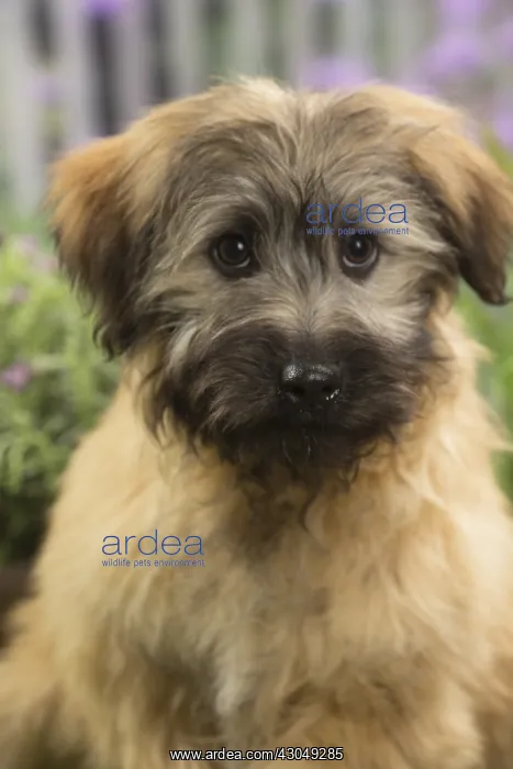 : Pyrenean Shepherd Dog (Berger des Pyrenees) puppy : Pyrenean Shepherd Dog (Berger des Pyrenees) puppy