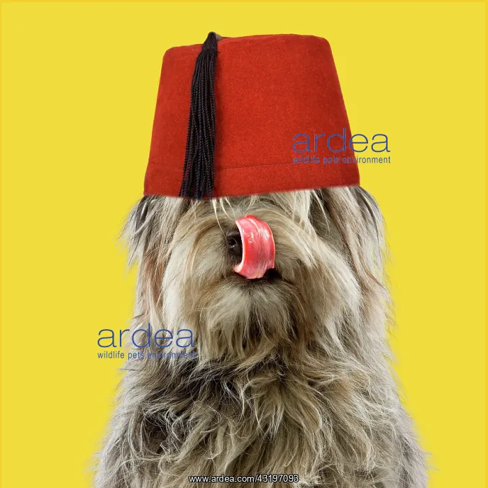 : Pyrenean Shepherd Dog, licking nose, wearing fez hat : Pyrenean Shepherd Dog, licking nose, wearing fez hat