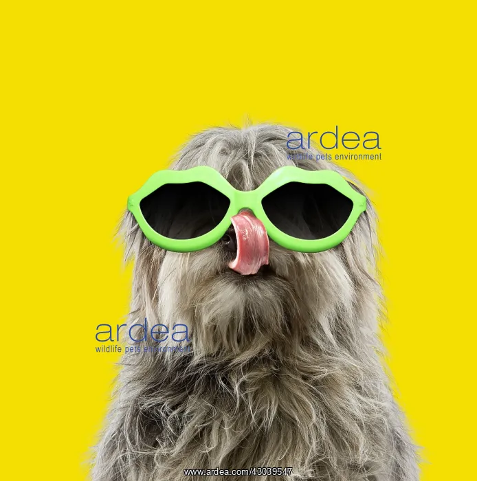 : Pyrenean Shepherd Dog, licking, wearing lip shpaed : Pyrenean Shepherd Dog, licking, wearing lip shpaed