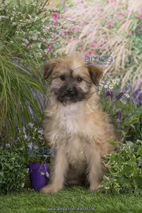 : Pyrenean Shepherd dog puppy outdoors