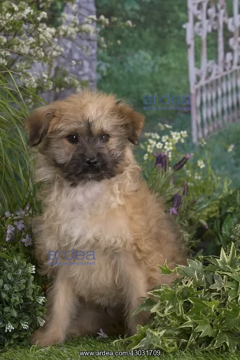 : Pyrenean Shepherd dog puppy outdoors