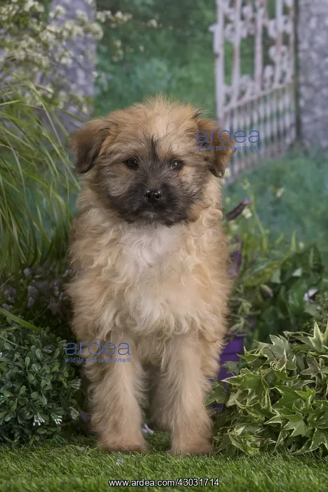  : Pyrenean Shepherd dog puppy outdoors