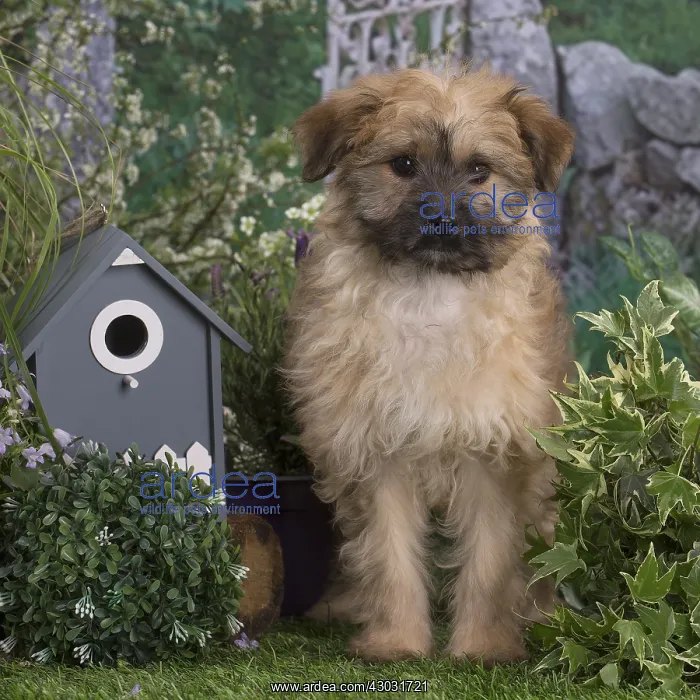  : Pyrenean Shepherd dog puppy outdoors