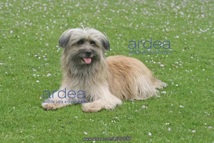 : Pyrenean Shepherd, lying in a meadow Berger des : Pyrenean Shepherd, lying in a meadow Berger des