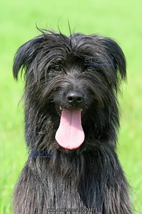 : Pyrenean Shepherd, portrait Berger des Pyrenees : Pyrenean Shepherd, portrait Berger des Pyrenees