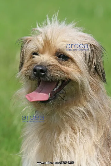 : Pyrenean Shepherd, portrait Berger des Pyrenees : Pyrenean Shepherd, portrait Berger des Pyrenees