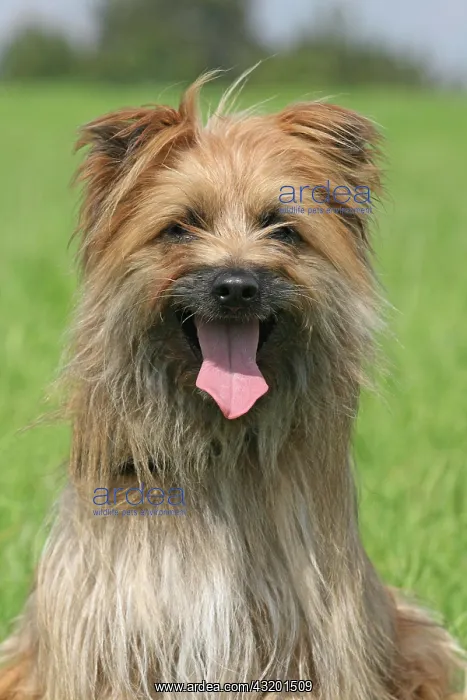 : Pyrenean Shepherd, portrait Berger des Pyrenees : Pyrenean Shepherd, portrait Berger des Pyrenees