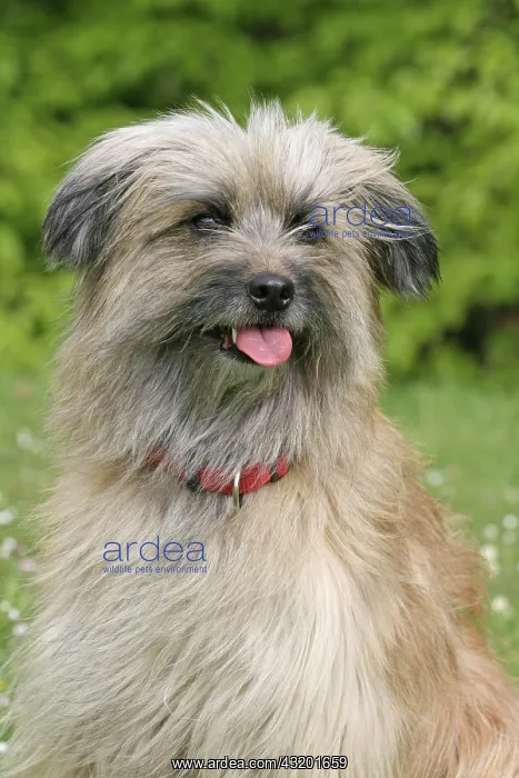 : Pyrenean Shepherd, portrait Berger des Pyrenees : Pyrenean Shepherd, portrait Berger des Pyrenees