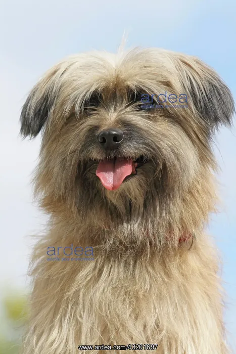 : Pyrenean Shepherd, portrait Berger des Pyrenees : Pyrenean Shepherd, portrait Berger des Pyrenees