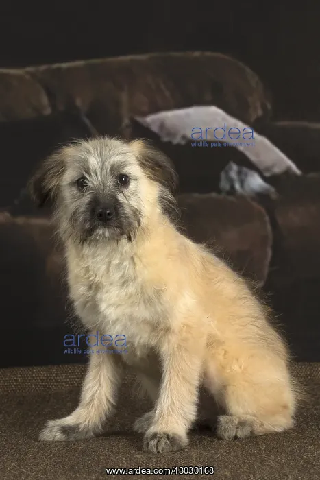  : Pyrenean Shepherd puppy indoors