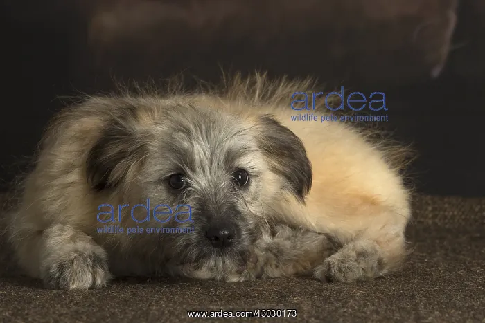  : Pyrenean Shepherd puppy indoors