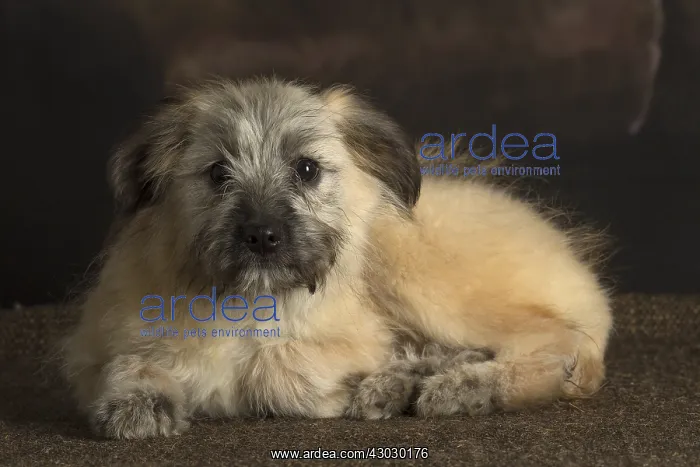  : Pyrenean Shepherd puppy indoors
