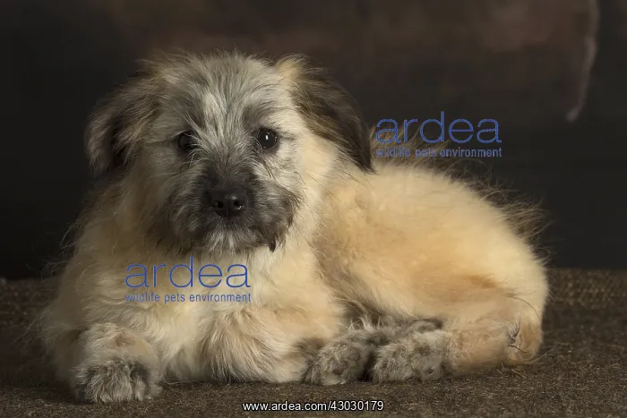  : Pyrenean Shepherd puppy indoors