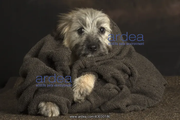  : Pyrenean Shepherd puppy indoors