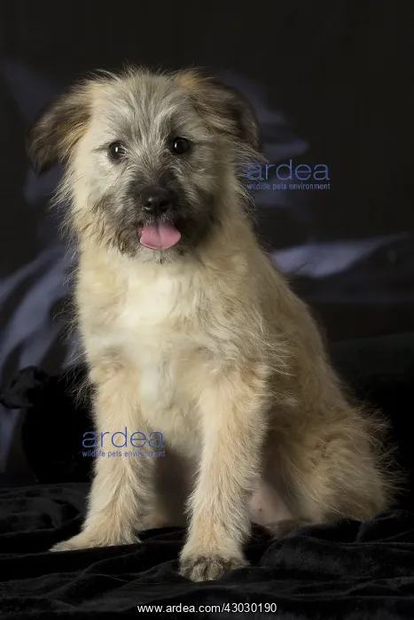  : Pyrenean Shepherd puppy indoors