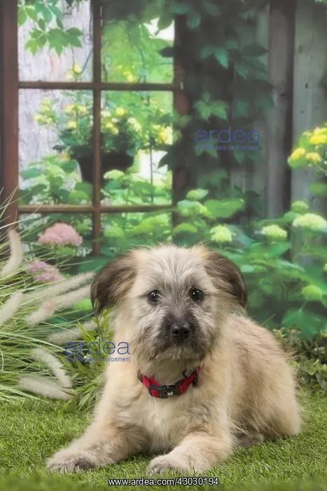  : Pyrenean Shepherd puppy indoors