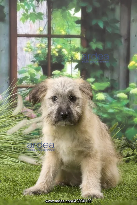  : Pyrenean Shepherd puppy indoors