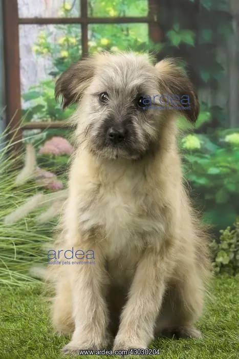  : Pyrenean Shepherd puppy indoors