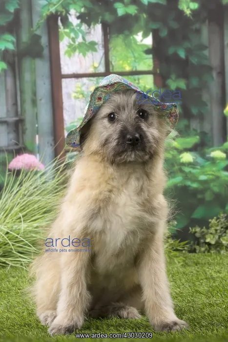  : Pyrenean Shepherd puppy indoors