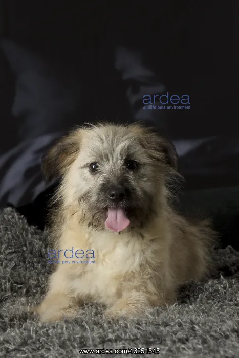  : Pyrenean Shepherd puppy indoors