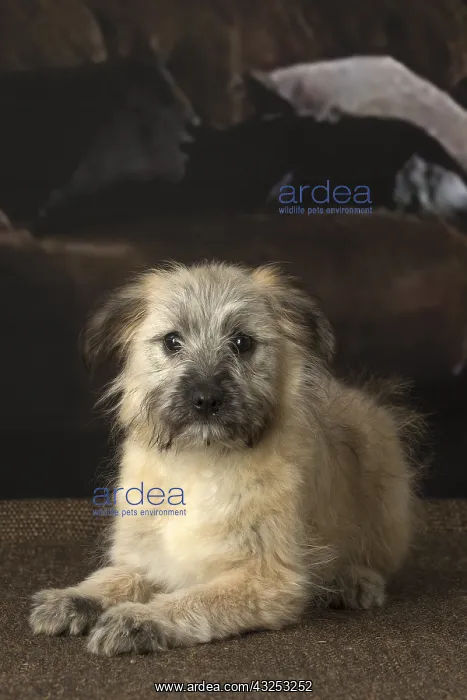  : Pyrenean Shepherd puppy indoors