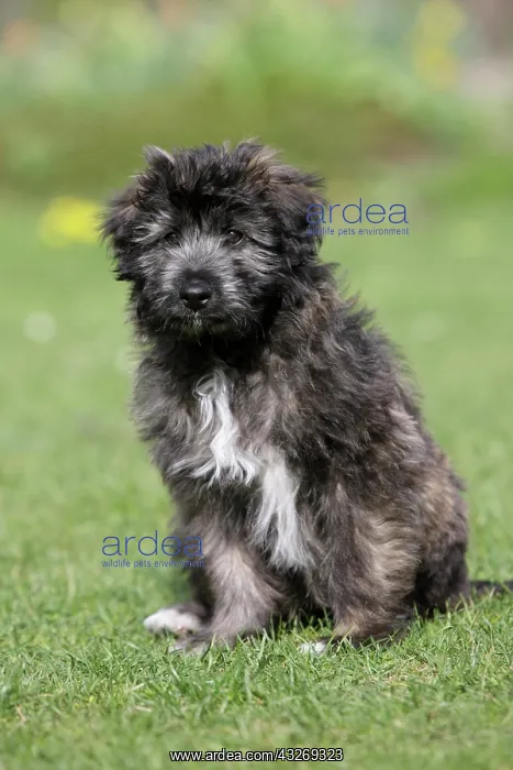 : Pyrenean Shepherd, puppy sitting in a meadow, northern : Pyrenean Shepherd, puppy sitting in a meadow, northern
