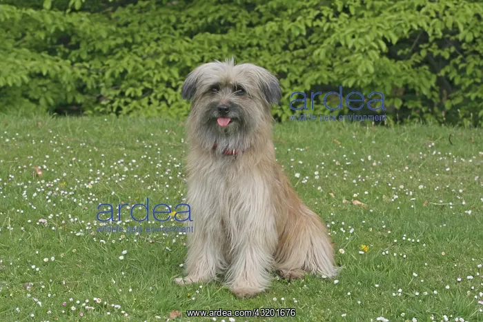 : Pyrenean Shepherd, sitting on a lawn Berger des : Pyrenean Shepherd, sitting on a lawn Berger des