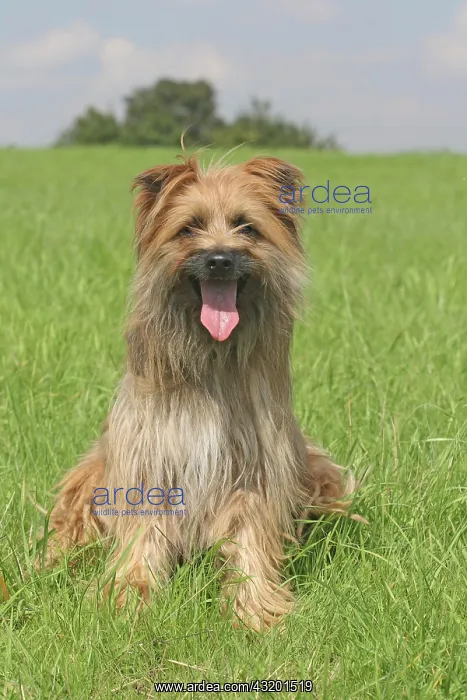 : Pyrenean Shepherd sitting on a lawn Berger des Pyrenees : Pyrenean Shepherd sitting on a lawn Berger des Pyrenees