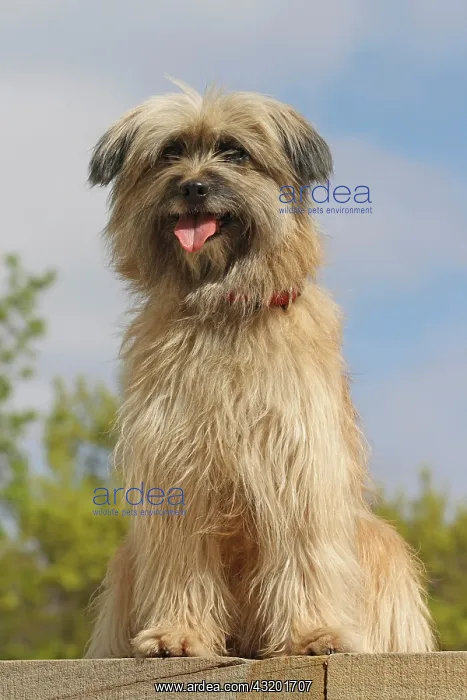 : Pyrenean Shepherd, sitting on a step Berger des : Pyrenean Shepherd, sitting on a step Berger des