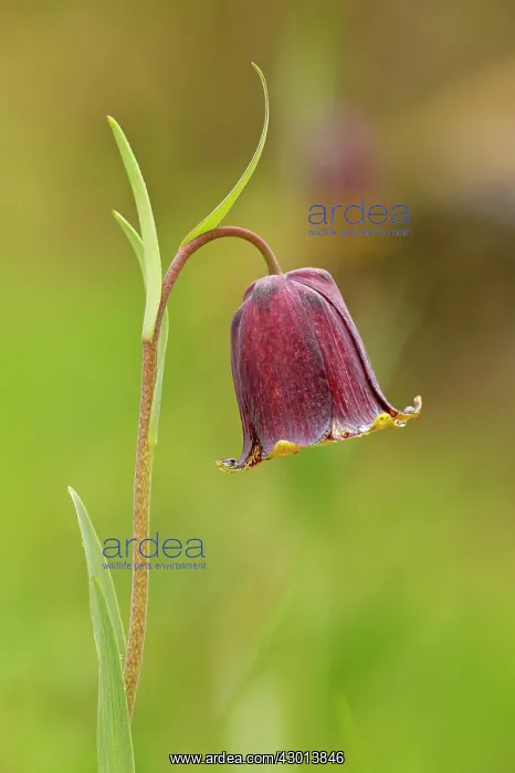 : Pyrenean Snakeshead / Pyrenean Fritillary in flower : Pyrenean Snakeshead / Pyrenean Fritillary in flower