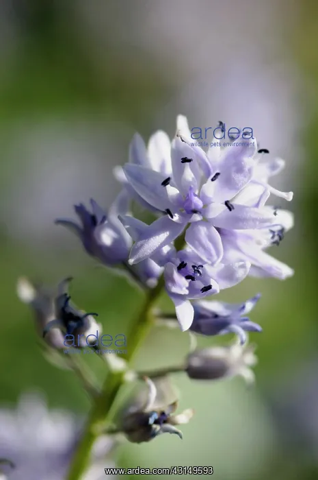 : Pyrenean squill, Scilla liliohyacinthus, Close side view of : Pyrenean squill, Scilla liliohyacinthus, Close side view of