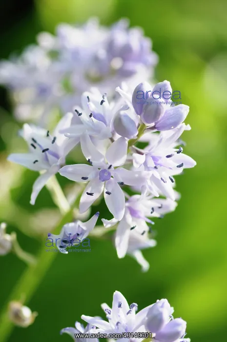 : Pyrenean squill, Scilla liliohyacinthus, Close side view of : Pyrenean squill, Scilla liliohyacinthus, Close side view of
