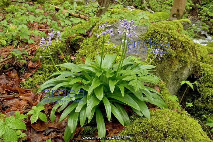 : Pyrenean Squill in woodland in spring French Pyrenees : Pyrenean Squill in woodland in spring French Pyrenees
