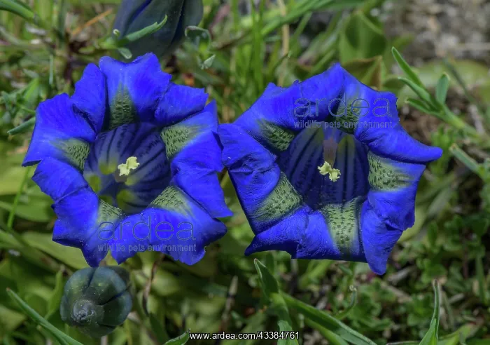 : Pyrenean Trumpet Gentian, Gentiana occidentalis : Pyrenean Trumpet Gentian, Gentiana occidentalis